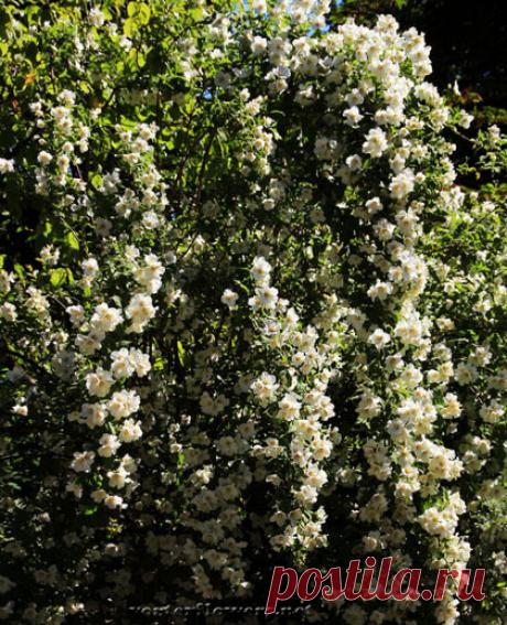 Жасмин — это царь цветов. До такой степени, что в Грасе говорили не «жасмин», а «цветок».На языке цветов белый жасмин означает: «ваш первый поцелуй взволновал меня». Еще значение — дружелюбие.
Жасмин – цветок чувственности, женственности, элегантности и привлекательности.