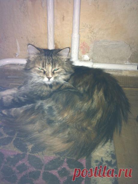 кошка дома