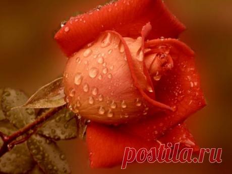 Обои Капли дождя на красной розе - Фото обои рабочего стола