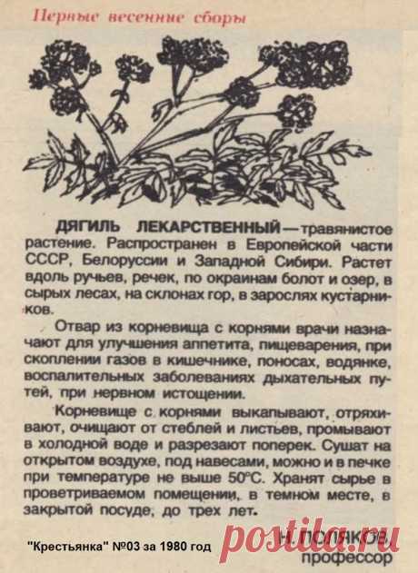 Дягиль лекарственный