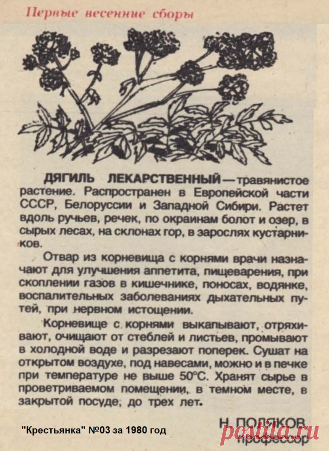 Дягиль лекарственный