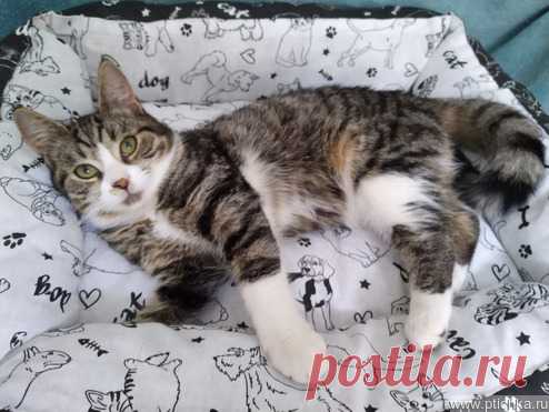 Котенка с выразительными глазками в дар — животные в дар | Птичка.ру