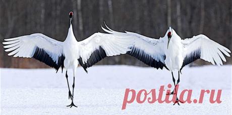 Красота дикой природы