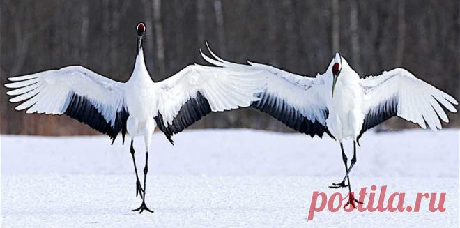 Красота дикой природы