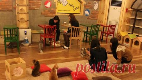Необычные кошачьи кафе из разных стран мира