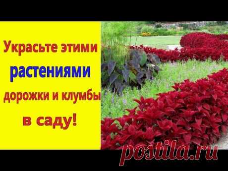 САМЫЕ КРАСИВЫЕ БОРДЮРНЫЕ ЦВЕТЫ для УКРАШЕНИЯ цветников и дорожек в саду.