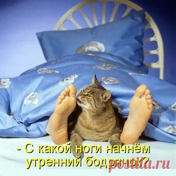 30 смешных историй про КОТОВ!)))