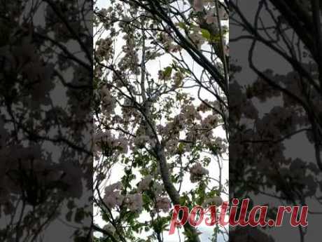 уже и #сакура цветет #весна