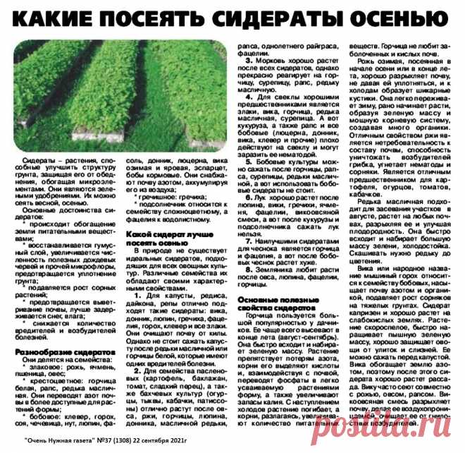 Какие посеять сидераты осенью