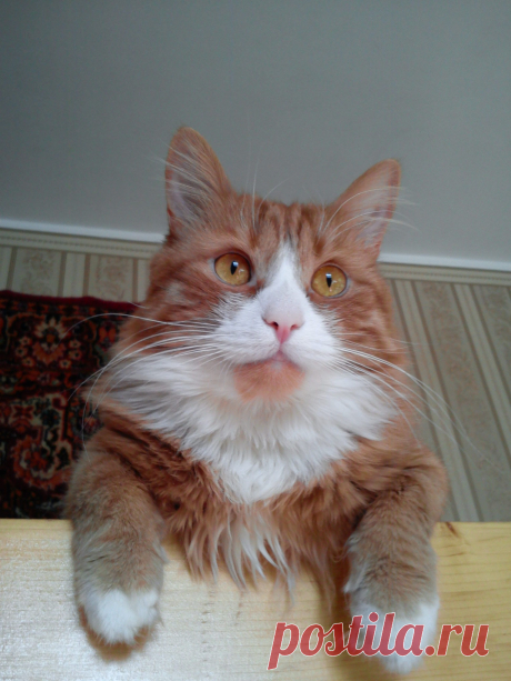 кот
