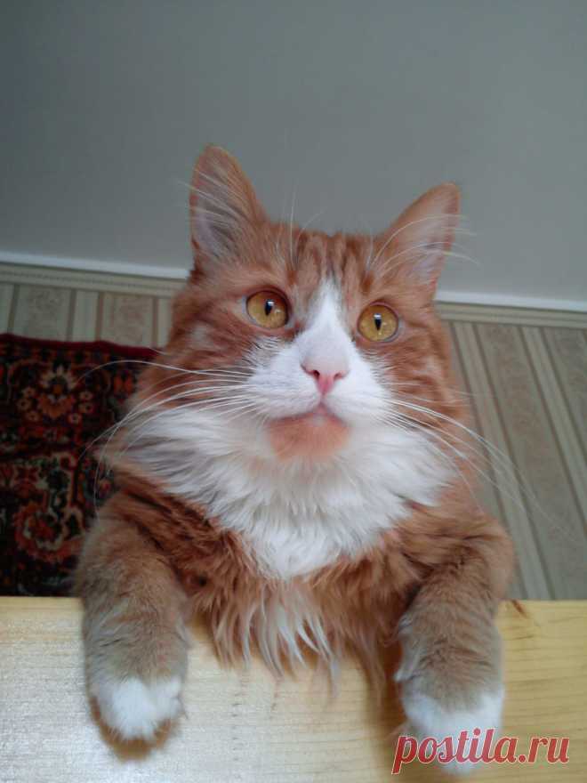 кот