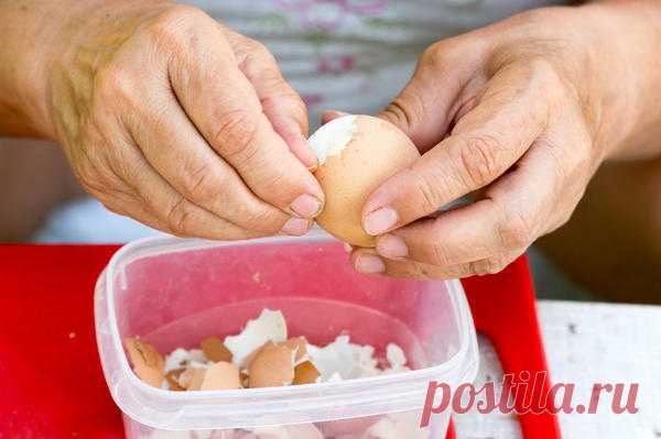 ЯИЧНАЯ СКОРЛУПА – НАХОДКА ДЛЯ ДАЧНИКА! 5 ПОЛЕЗНЫХ СПОСОБОВ ПРИМЕНЕНИЯ