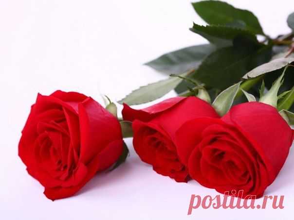 Буккроссинг в городе Канске