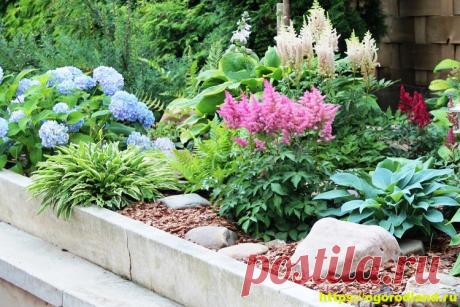 Красивые тенелюбивые растения для сада или балкона