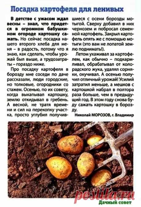 Посадка картофеля для ленивых