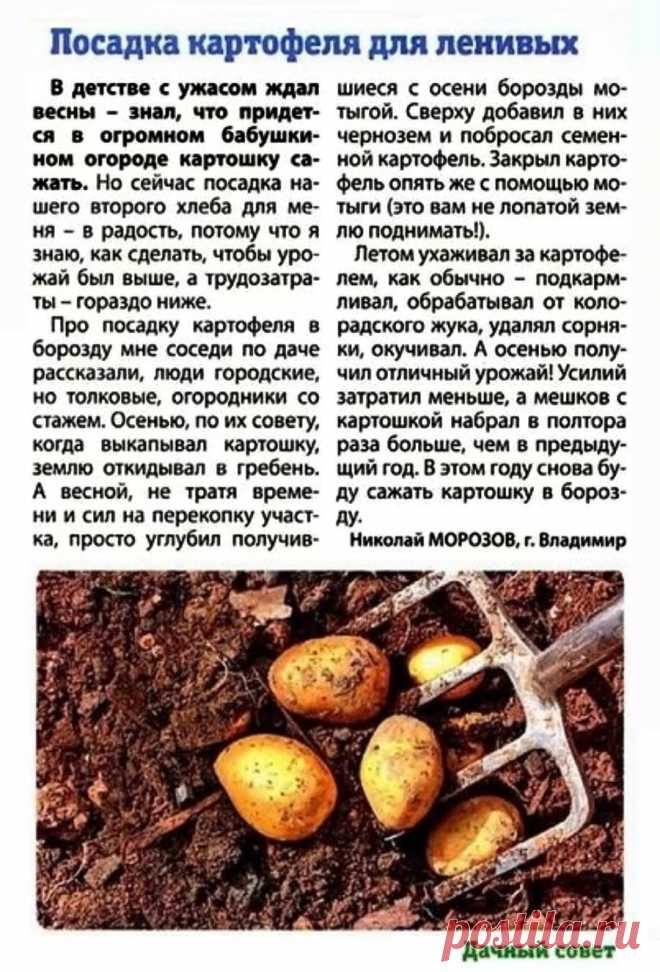 Посадка картофеля для ленивых