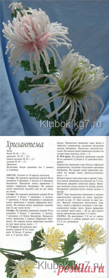 хризантемы