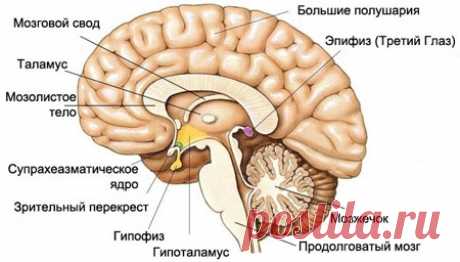 Шишковидная железа. Эпифиз мозга, его функции и гормоны