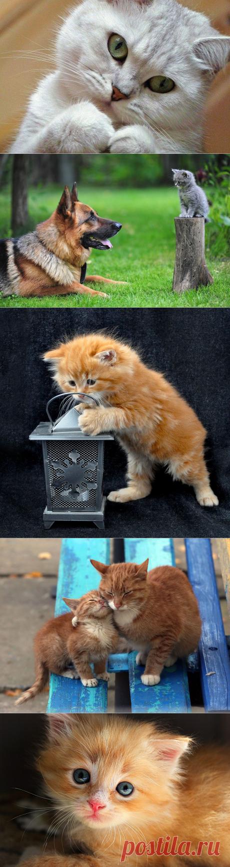 Фотографии кошек, которые достойны восхищения! | Дай лапку