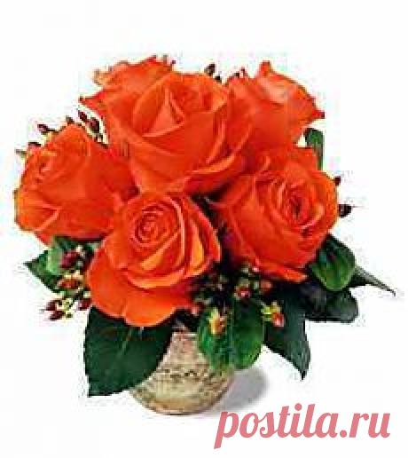 Розы