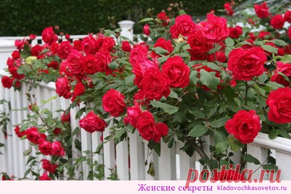 Сажаем в саду плетистые розы | Женские секреты