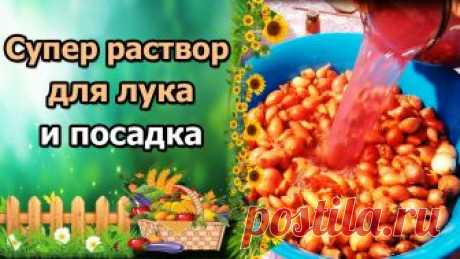 СУПЕР РАСТВОР ДЛЯ ПОДГОТОВКИ ЛУКА СЕВКА. ПОСАДКА В ОТКРЫТЫЙ ГРУНТ.