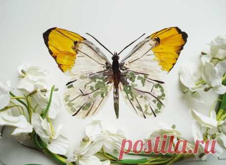 Pressed flower art - Floral CollageAnastasia Kovaleva