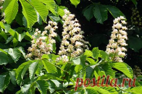 Конский каштан: посадка и уход, подкормка, сбор плодов каштана