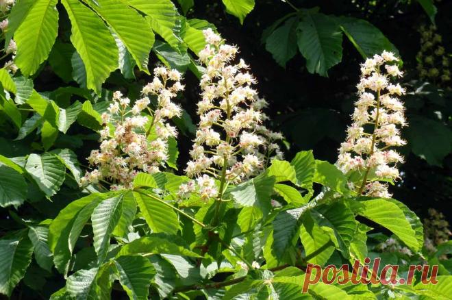 Конский каштан: посадка и уход, подкормка, сбор плодов каштана