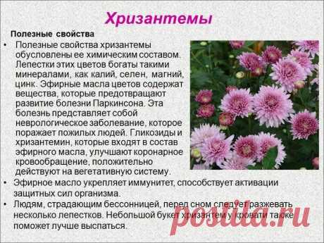 Хризантемы - лечебные свойства