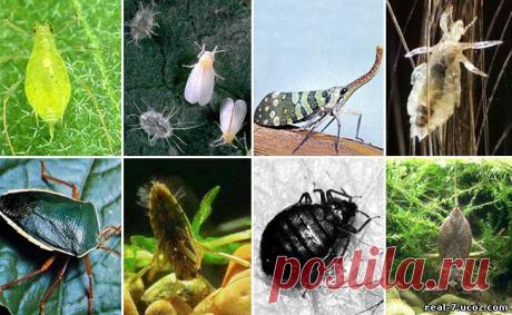 Как бороться с вредителями и болезнями растений без химии
Дневник Елена-надежда