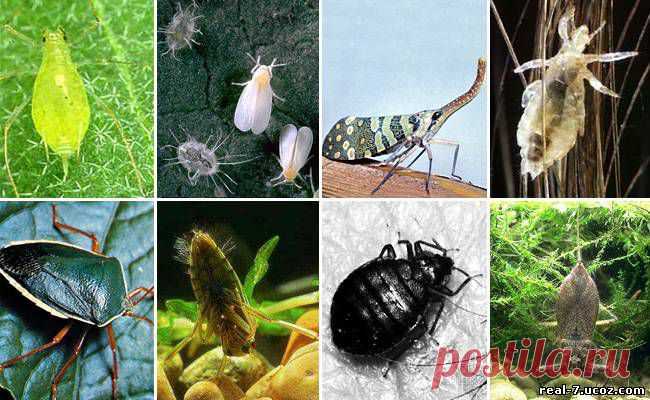 Как бороться с вредителями и болезнями растений без химии
Дневник Елена-надежда