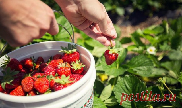 4 СУПЕР УДОБРЕНИЯ ДЛЯ КЛУБНИКИ — Копилочка полезных советов
