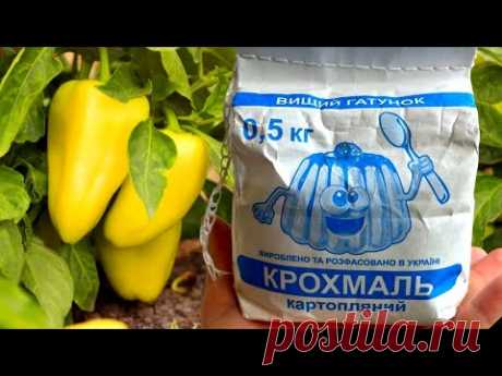ДАЙТЕ КРАХМАЛ ПЕРЦУ! И Готовьте МЕШКИ Под Перец Для Сбора Большого Урожая
