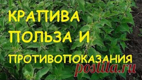 Крапива. Лечебные свойства и противопоказания.