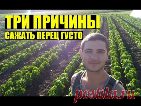 Почему сажаем перец так ГУСТО? и по два в одну лунку / Why do we plant pepper so THICKLY? (Eng sub)