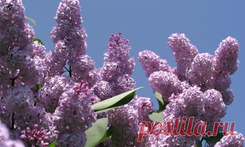 Сирень: ломать или не ломать? Советы профессионалов по обрезке и формированию