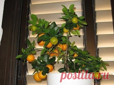 Правильный уход за мандариновым деревом в домашних условиях