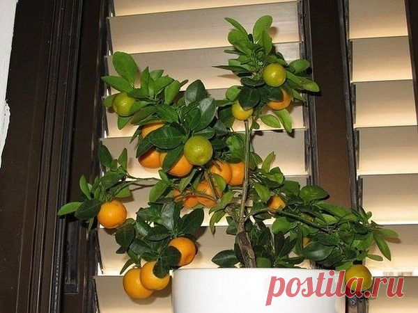Правильный уход за мандариновым деревом в домашних условиях