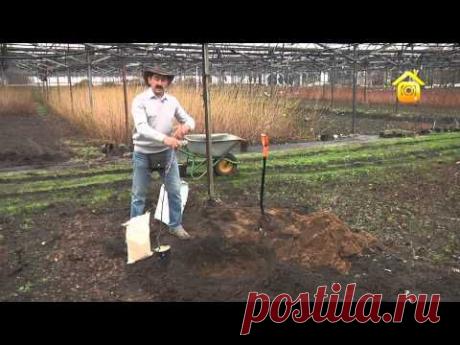 Черешня, вишня, слива... Агротехника косточковых культур (ForumHouseTV)