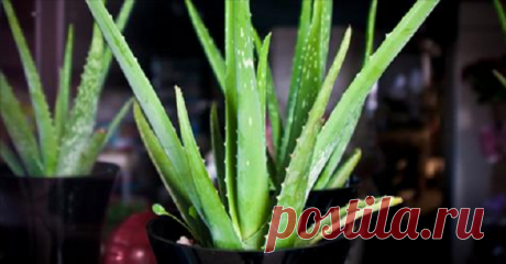 5 Растений для Вашей спальни. Они могут лечить бессонницу!