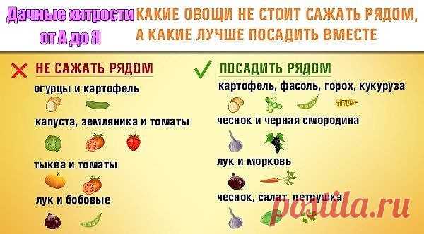 Сажаем с умом. Экономим место