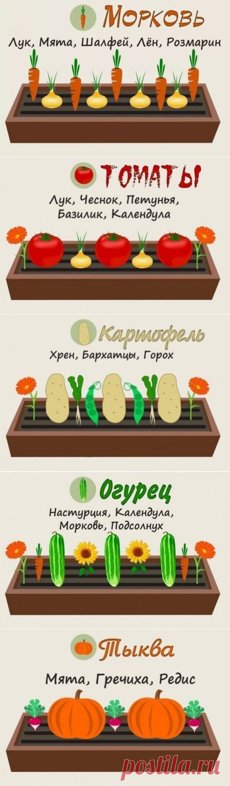 Совместимость растений на грядке