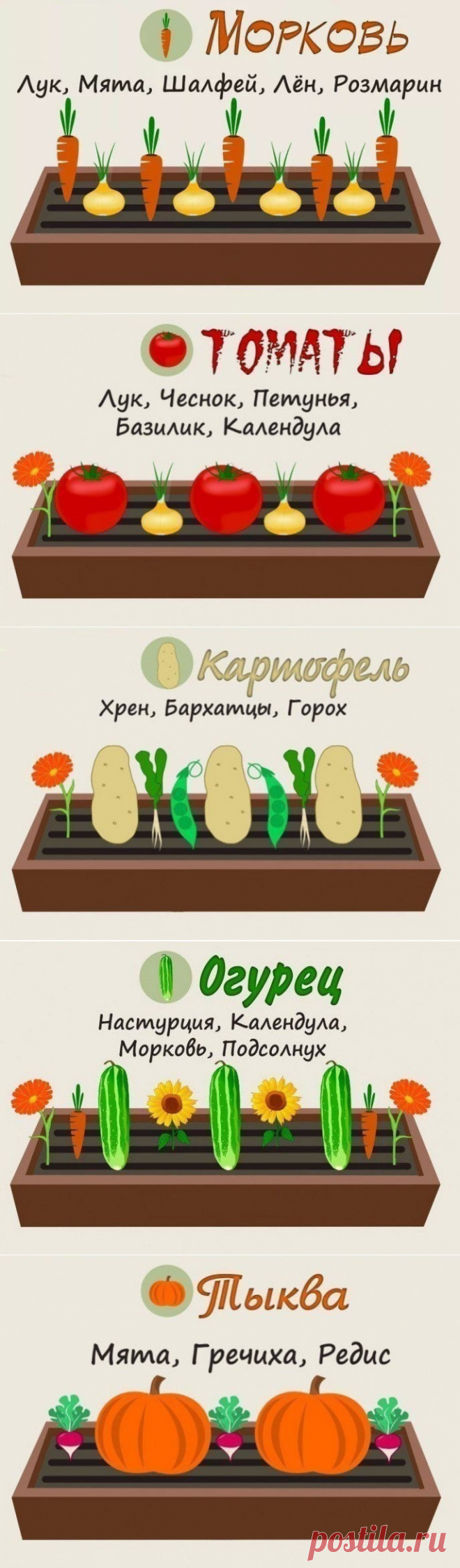 Совместимость растений на грядке