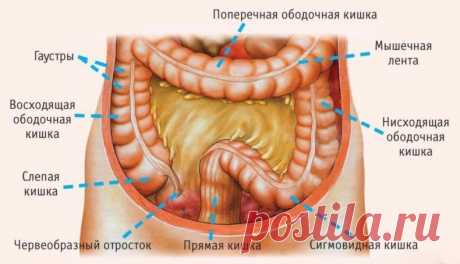 Не сложные 7 правил, которые заставят работать кишечник как часы

1. С утра, встав с постели, «умойте» и «запустите» кишечник— выпейте стакан простой воды. Через 15 минут выпейте чашку травяного или зеленого чая. А еще через 10—15 минут плотно позавтракайте.

2. Никогда не ешьте при отсутствии аппетита (например, при болезни). В этом случае сосуды кишечника спазмированы, а ворсинки прижаты к стенкам кишечника, а значит, он неспособен нормально переварить пищу.
Кроме того, ...