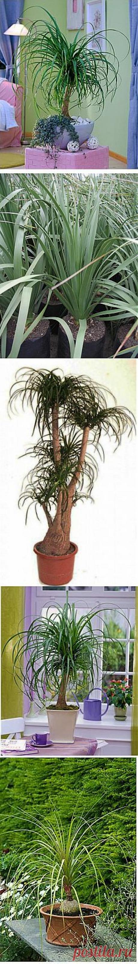 Нолина - все, что надо знать об уходе | GreenHome