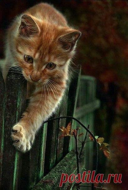 Уют — это пушистый мурчащий кот, чашка чая, мягкий плед, любимые домашние тапочками с бубончиками, любимый фильм и запах яблочного пирога в духовке…(с)