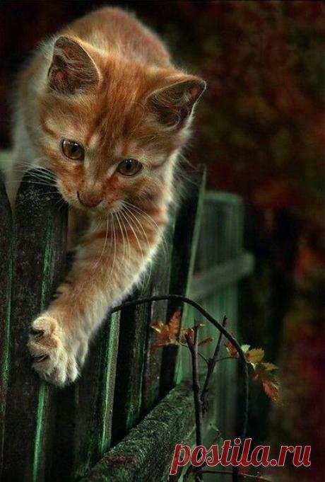 Уют — это пушистый мурчащий кот, чашка чая, мягкий плед, любимые домашние тапочками с бубончиками, любимый фильм и запах яблочного пирога в духовке…(с)