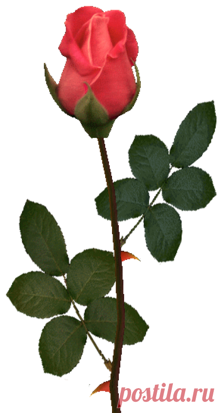 РОЗЫ ДЛЯ ВАС В PNG + КОД