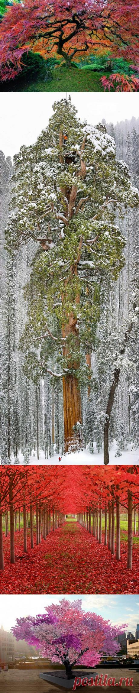 Удивительные деревья со всего мира